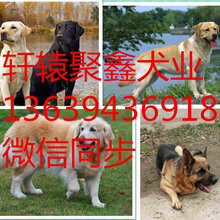 南宫犬业最新配种价格（南宫犬业配种费用揭晓）