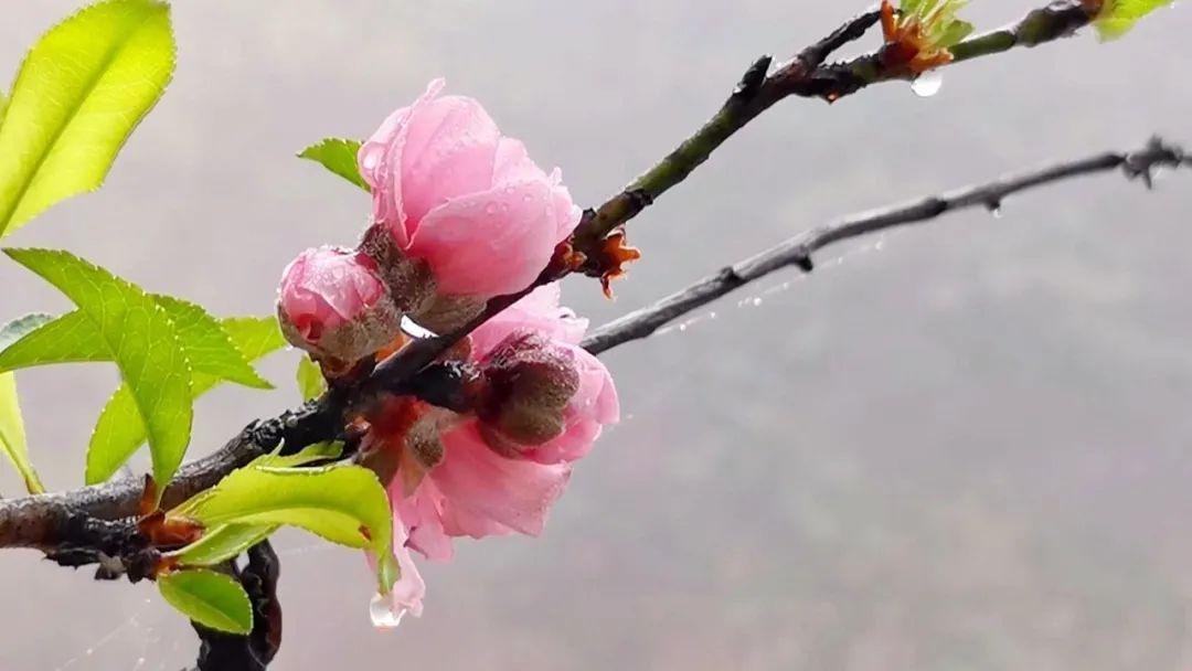 桃花盛开的村庄里，聂云医生新篇章绽放光彩