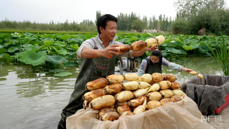 河南莲藕行情喜人，丰收季市场飘香价优