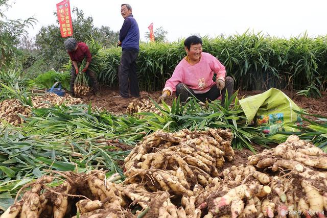 养生佳品生姜，现价上涨，市场活力满满！